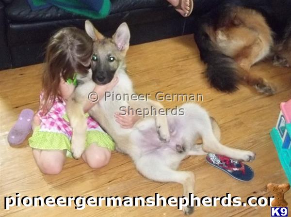 GiantGSDs Picture 3